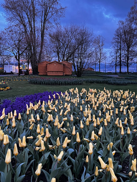 Fête de la Tulipe - Du 27 mars au 11 mai 2025