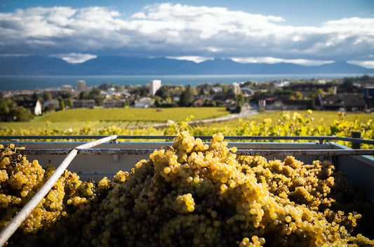 Le vin bio et le vin nature : une tendance en croissance pour les amateurs de vin