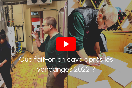 Que fait-on en cave après les vendanges 2022 ?