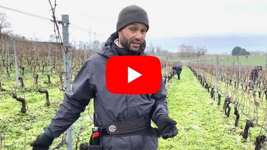 La taille : une étape importante dans la culture de la vigne