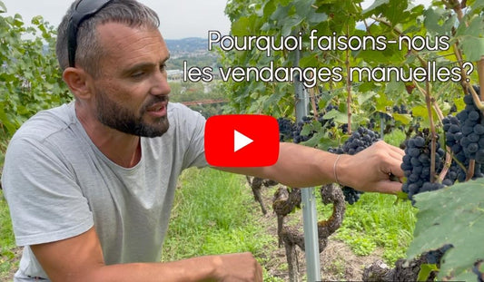 La vendange manuelle ou la vendange mécanique ?